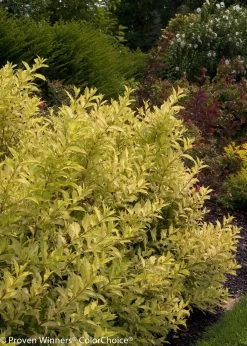 Ghost® Weigela -Garden Plant Store Golden Ghost Weigela Foliage 98685.1523224706