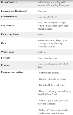 Golden Oakland Holly -Garden Plant Store Golden Oakland Holly Care Information 85325.1625172669