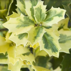 Golden Oakland Holly