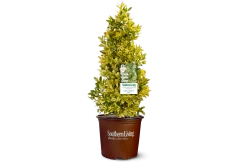 Golden Oakland Holly -Garden Plant Store Golden Oakland Holly Shrub in Southern Living Pot 81843.1625172660