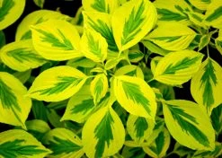 Golden Shadows® Pagoda Dogwood -Garden Plant Store Golden Shadows Dogwood Foliage 52141.1645820167