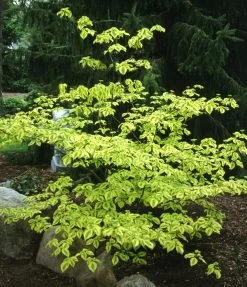 Golden Shadows® Pagoda Dogwood -Garden Plant Store Golden Shadows Dogwood Tree in the Shade 26608.1645820167