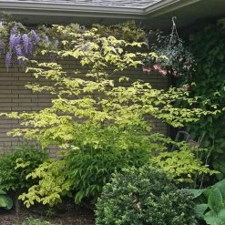 Golden Shadows® Pagoda Dogwood