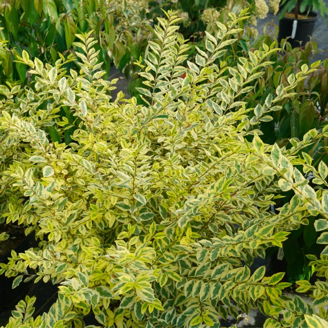 Good Vibrations® Privet 3 Good Vibrations® Privet