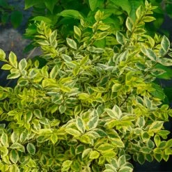 Good Vibrations® Privet 7 Good Vibrations® Privet -Garden Plant Store Good Vibrations Ligustrum Leaves Growing 06059.1675159179