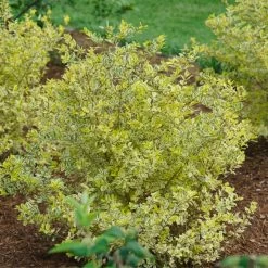 Good Vibrations® Privet 6 Good Vibrations® Privet -Garden Plant Store Good Vibrations Ligustrum in the Yard 15341.1675159168
