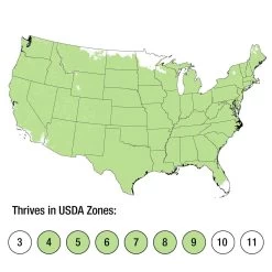 Green Mound Nana Juniper -Garden Plant Store Green Mound Nana Juniper growing zones 02364.1640685562