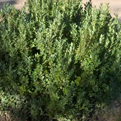 Green Mountain Boxwood