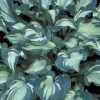 Guardian Angel Hosta -Garden Plant Store Guardian Angel Hosta Foliage 49506.1649187755