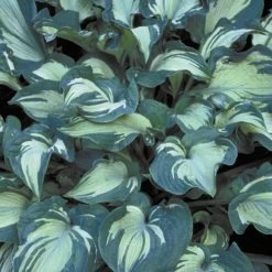 Guardian Angel Hosta