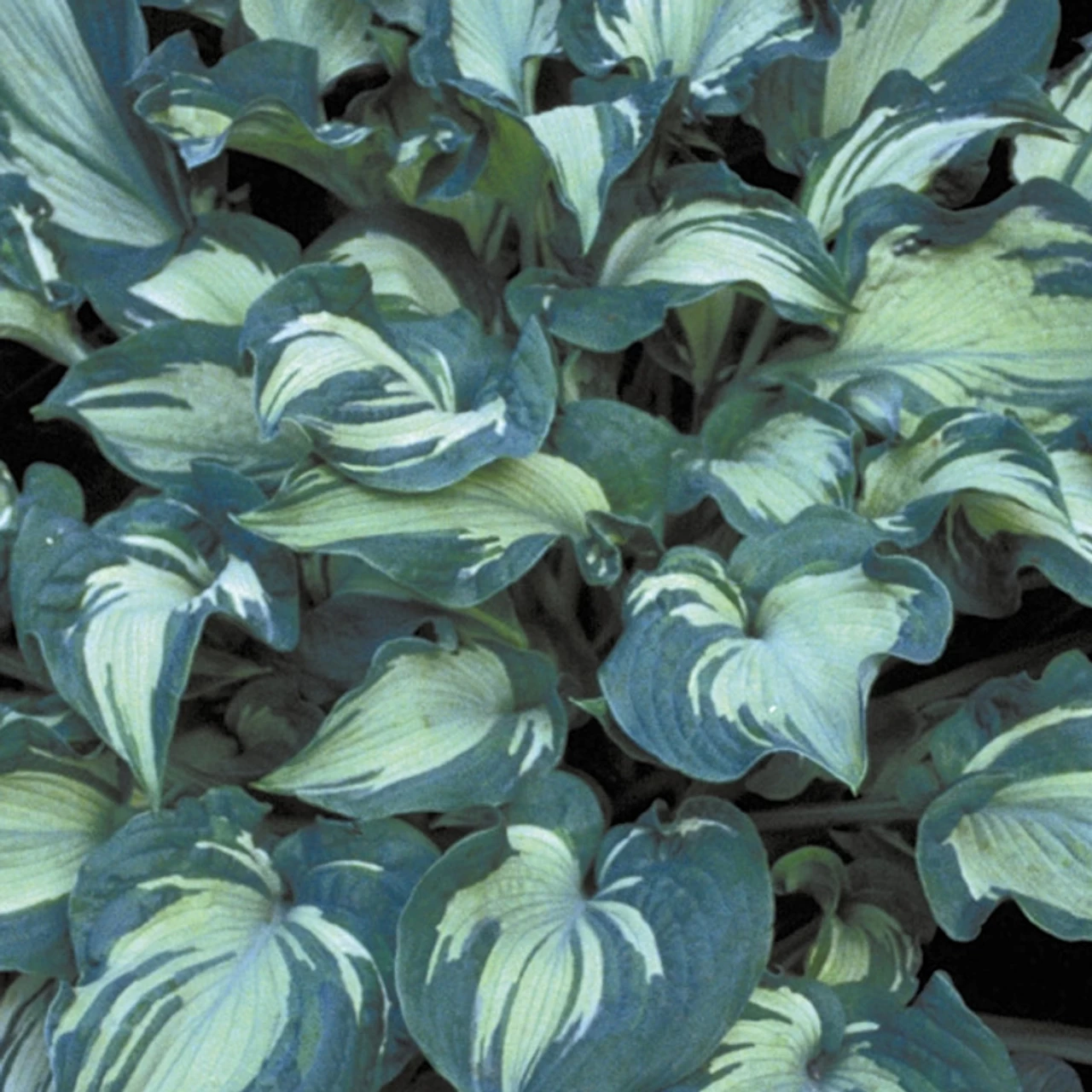 Guardian Angel Hosta 3 Guardian Angel Hosta