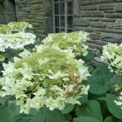 Garden Plant Store -Garden Plant Store Haas Halo Hydrangea 24834.1666938277