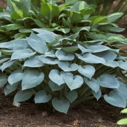 Halcyon Hosta