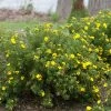 Happy Face® Yellow Potentilla 2 Happy Face® Yellow Potentilla -Garden Plant Store Happy Face Yellow Potentilla Shrubs Flowering in the Garden 67179.1611605290