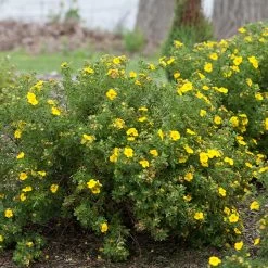Happy Face® Yellow Potentilla