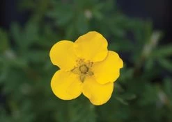 Happy Face® Yellow Potentilla 12 Happy Face® Yellow Potentilla -Garden Plant Store Happy Face Yellow Potentilla flower 11269.1611605297