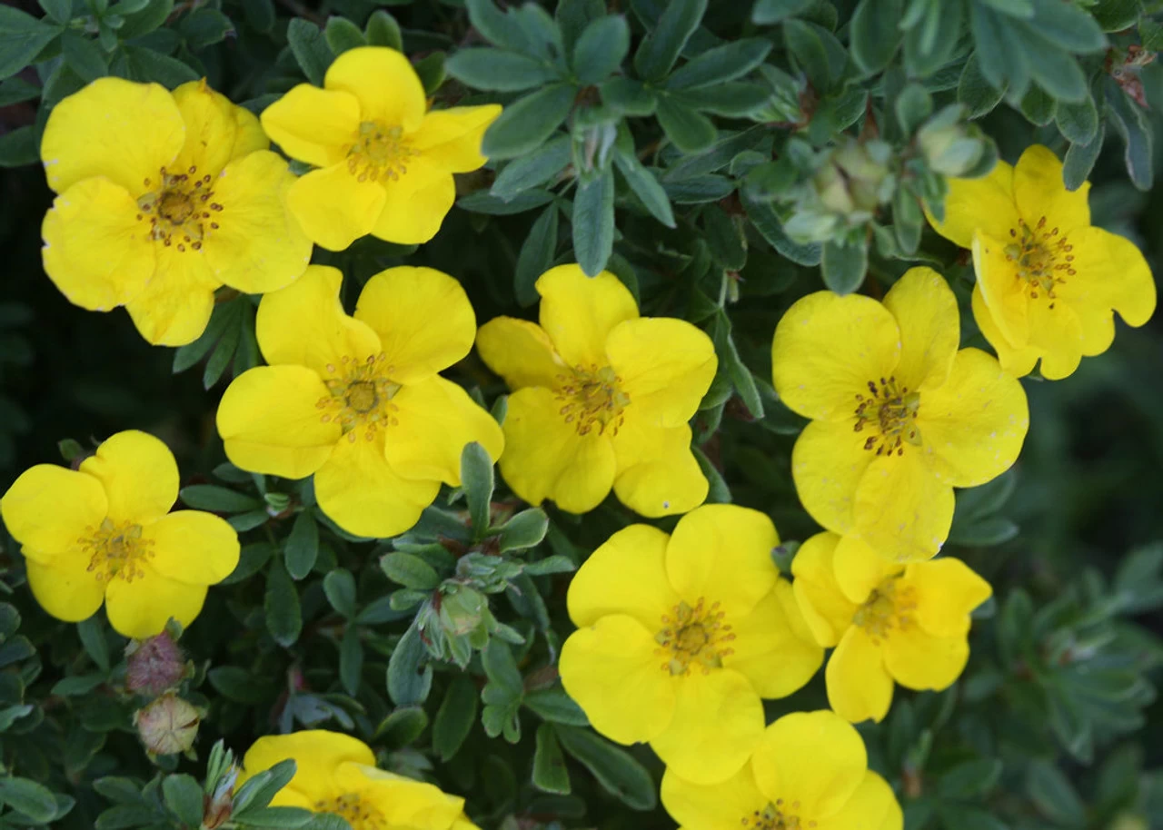 Happy Face® Yellow Potentilla 8 Happy Face® Yellow Potentilla - Image 6