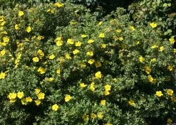 Happy Face® Yellow Potentilla 15 Happy Face® Yellow Potentilla -Garden Plant Store Happy Face Yellow Potentilla flower is blooming 65382.1611605305