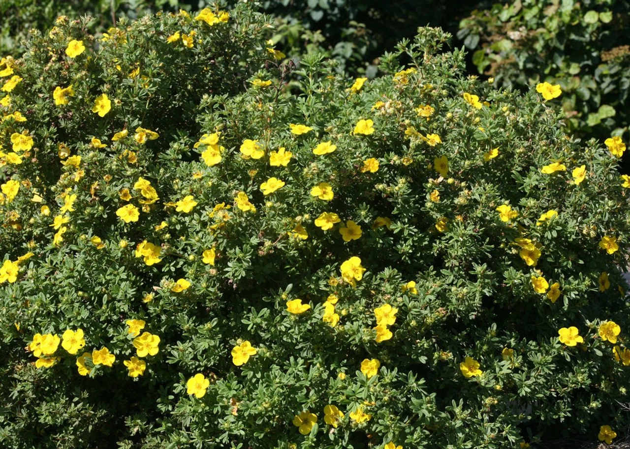 Happy Face® Yellow Potentilla 9 Happy Face® Yellow Potentilla - Image 7