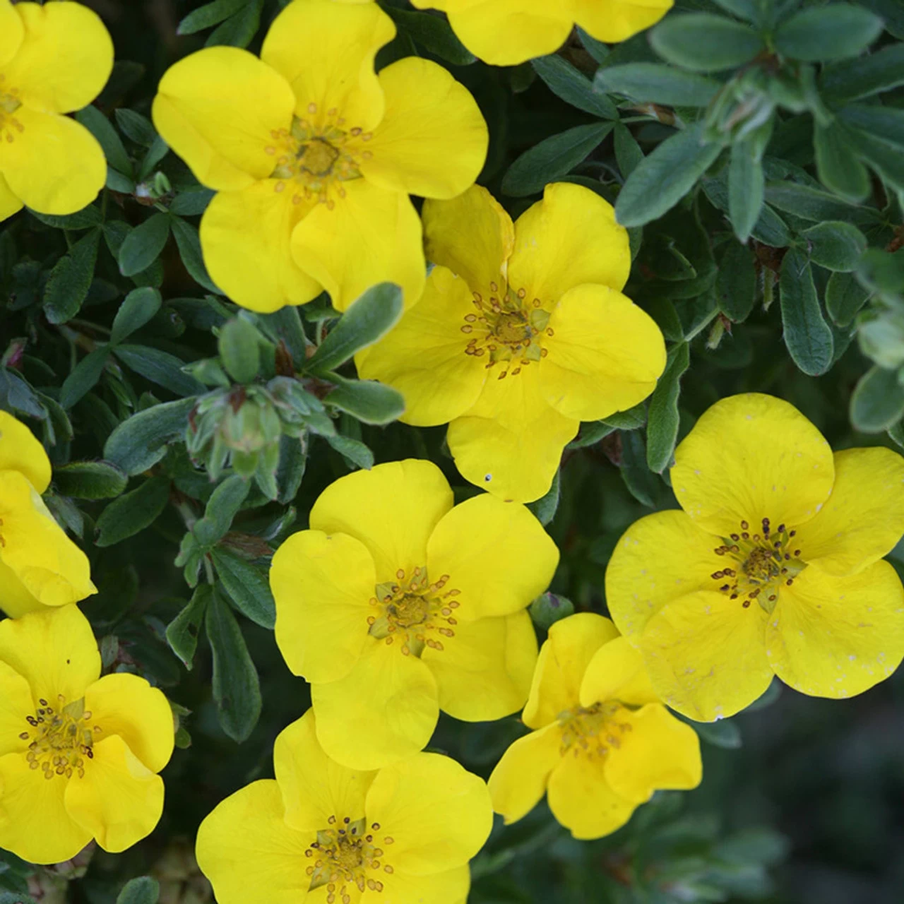 Happy Face® Yellow Potentilla 4 Happy Face® Yellow Potentilla - Image 2