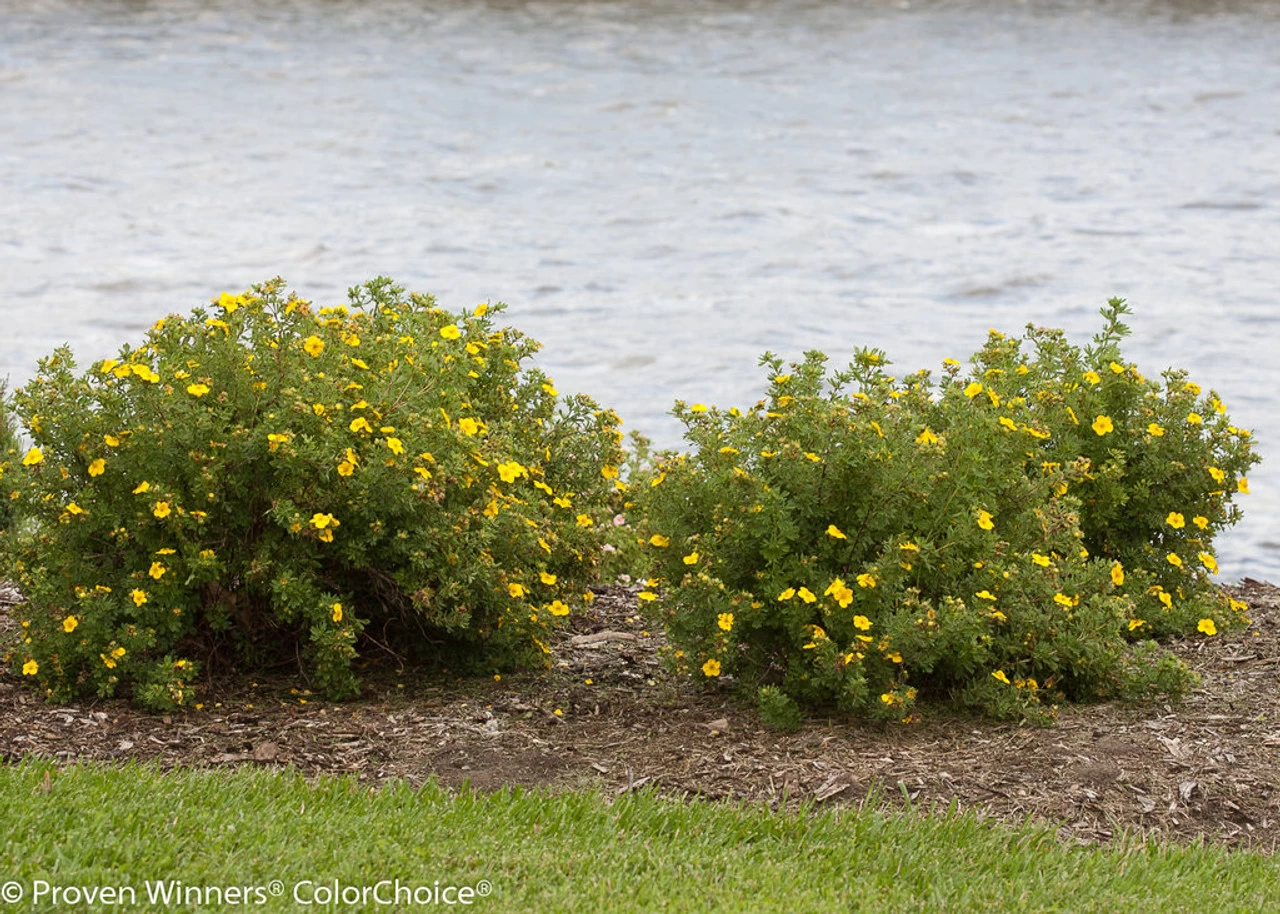 Happy Face® Yellow Potentilla 5 Happy Face® Yellow Potentilla - Image 3