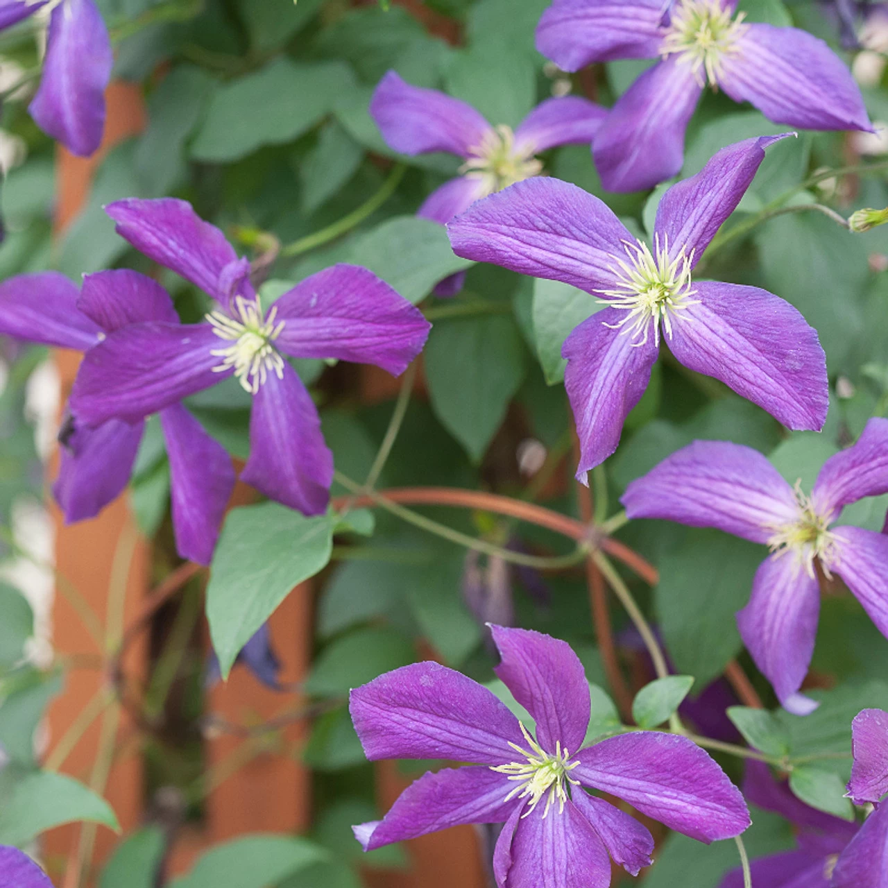 Happy Jack® Purple Clematis Vine 4 Happy Jack® Purple Clematis Vine - Image 2