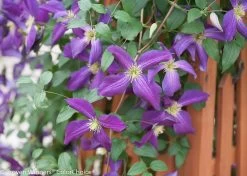 Happy Jack® Purple Clematis Vine 14 Happy Jack® Purple Clematis Vine -Garden Plant Store Happy Jack Purple Clematis Vine Growing on the Fence 02386.1551416727