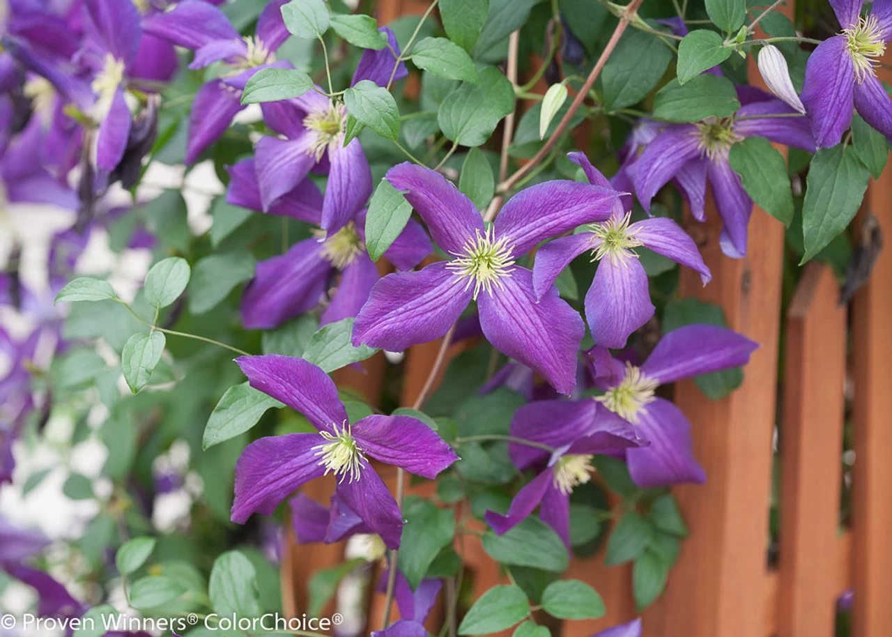 Happy Jack® Purple Clematis Vine 7 Happy Jack® Purple Clematis Vine - Image 5