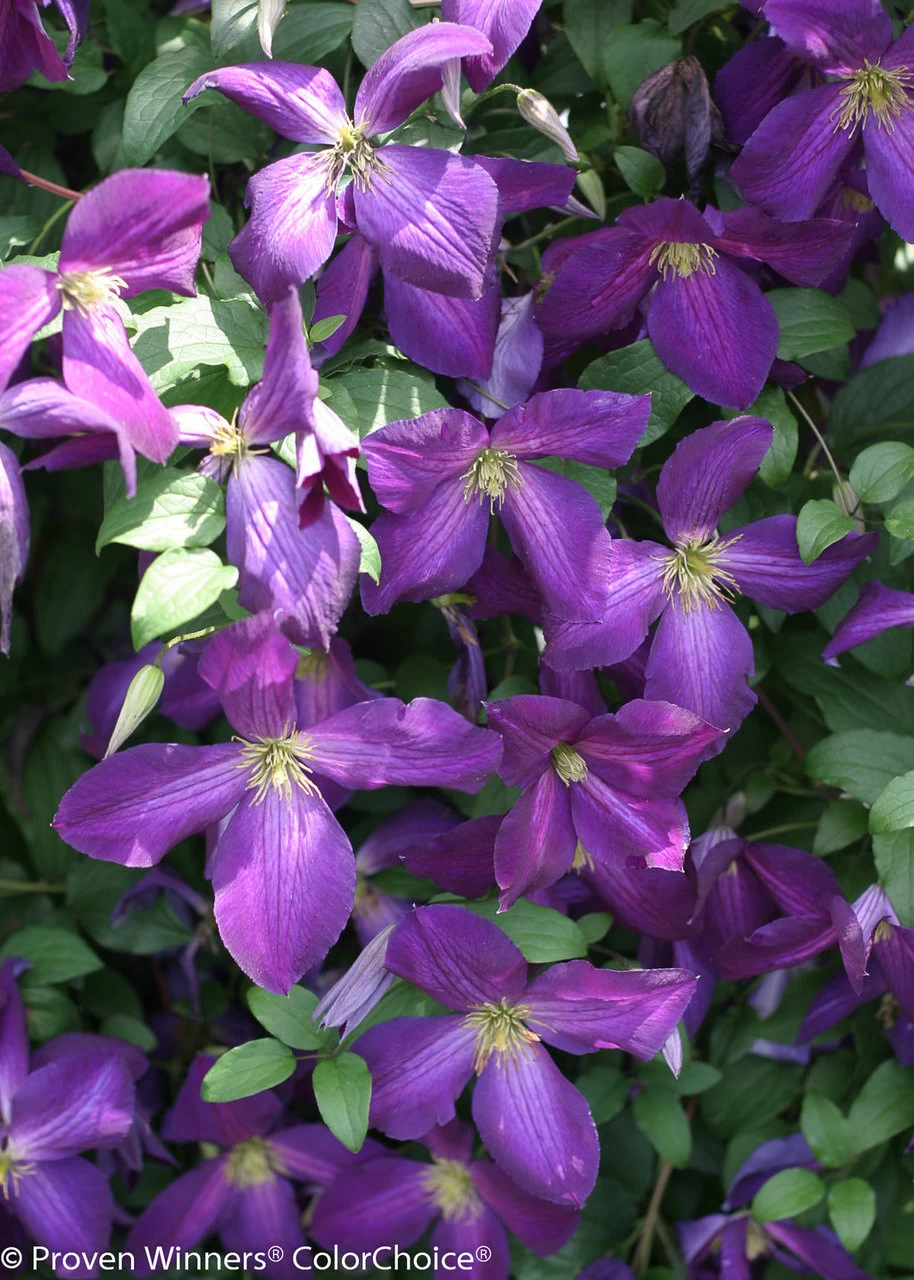 Happy Jack® Purple Clematis Vine 5 Happy Jack® Purple Clematis Vine - Image 3