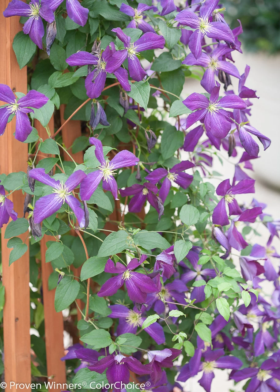 Happy Jack® Purple Clematis Vine 9 Happy Jack® Purple Clematis Vine - Image 7