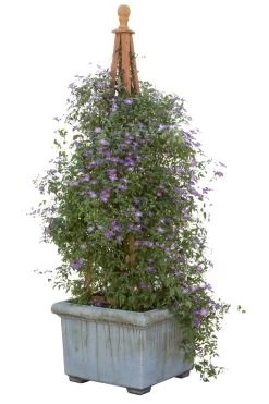 Happy Jack® Purple Clematis Vine 13 Happy Jack® Purple Clematis Vine -Garden Plant Store Happy Jack Purple Clematis Vine in a Pot 05725.1551416727