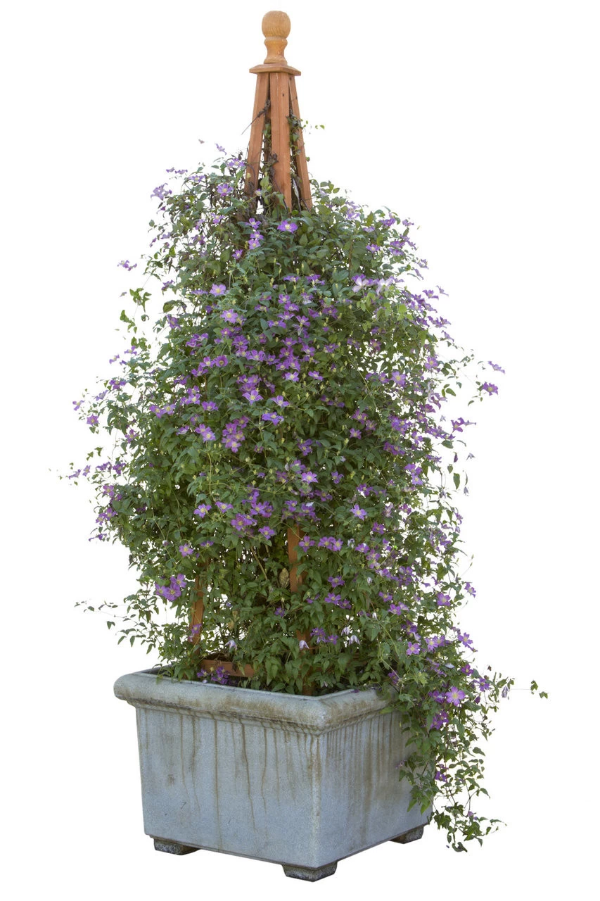 Happy Jack® Purple Clematis Vine 6 Happy Jack® Purple Clematis Vine - Image 4