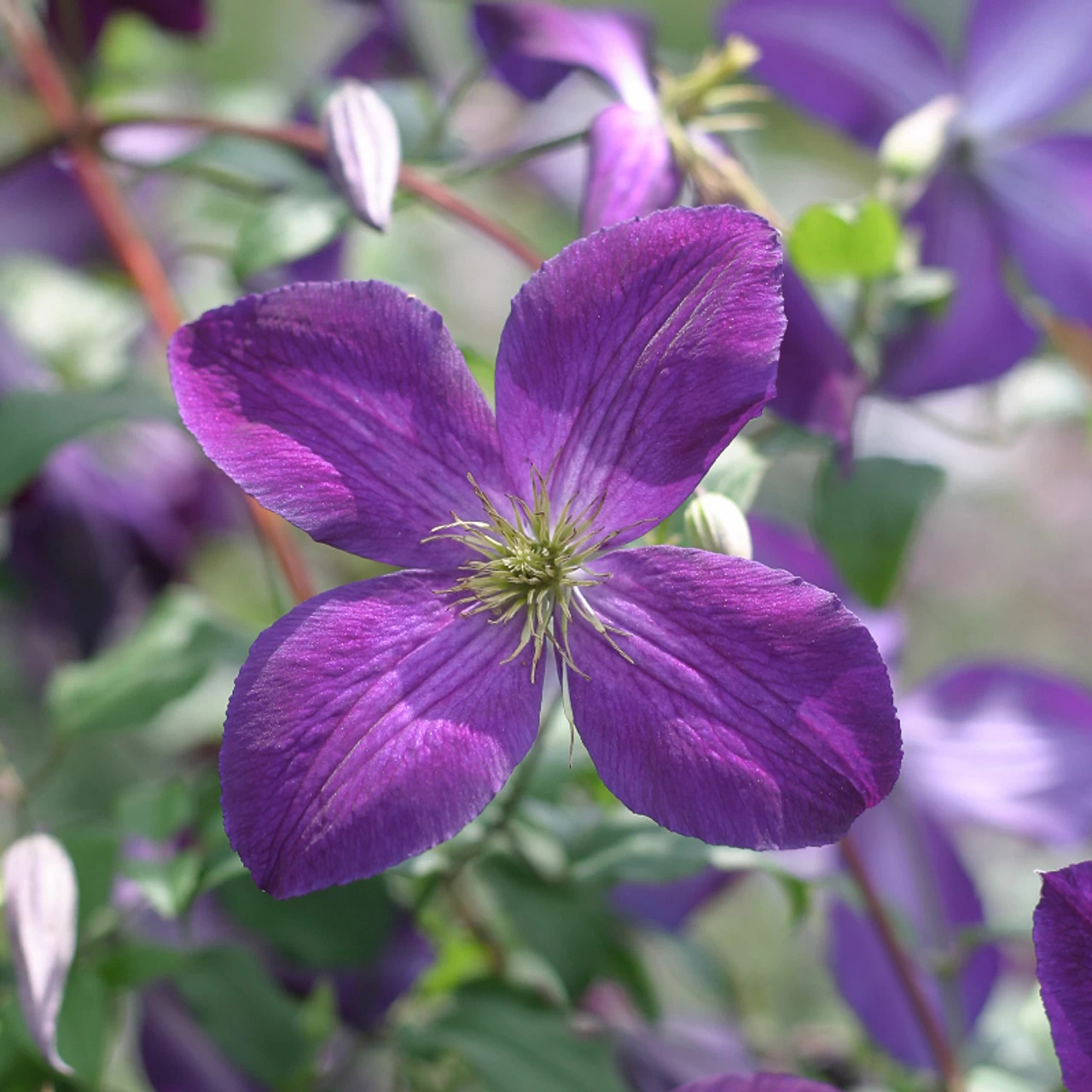 Happy Jack® Purple Clematis Vine 3 Happy Jack® Purple Clematis Vine