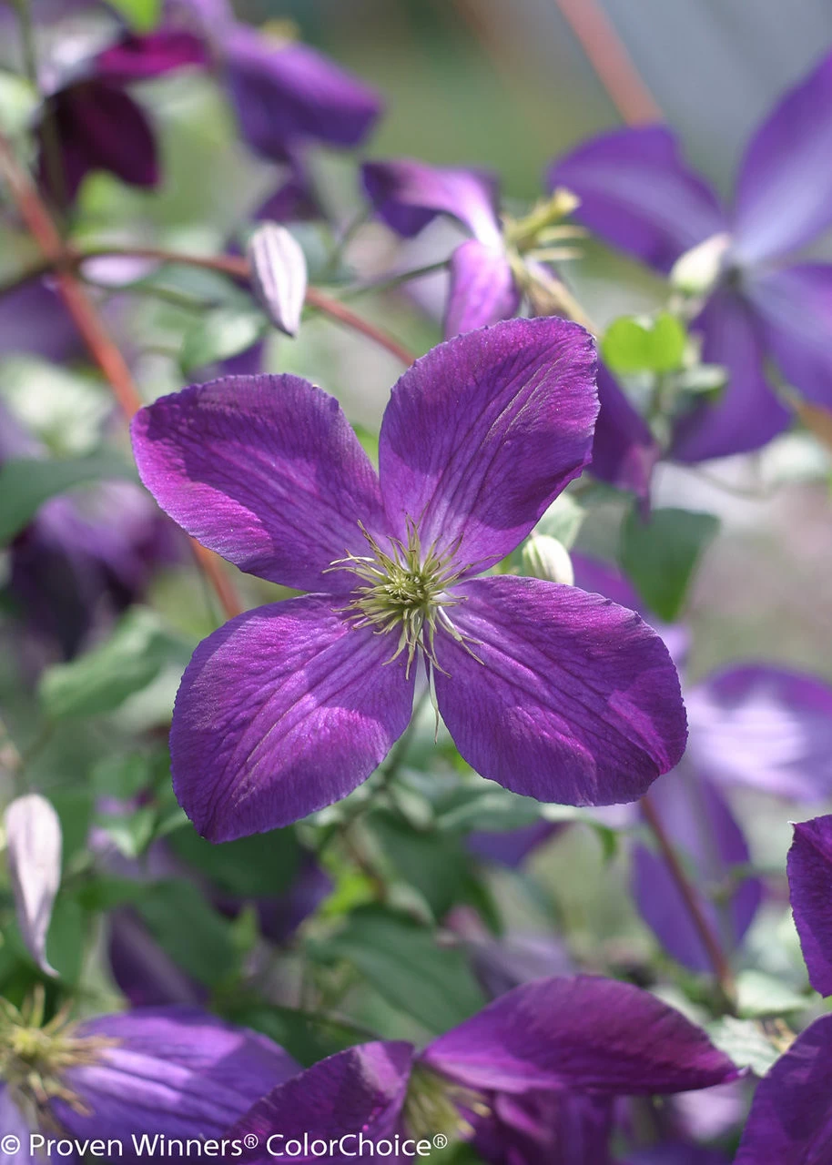 Happy Jack® Purple Clematis Vine 10 Happy Jack® Purple Clematis Vine - Image 8
