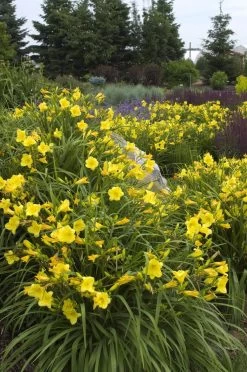 Happy Returns Daylily -Garden Plant Store Happy Returns Daylilies 17716.1498937759