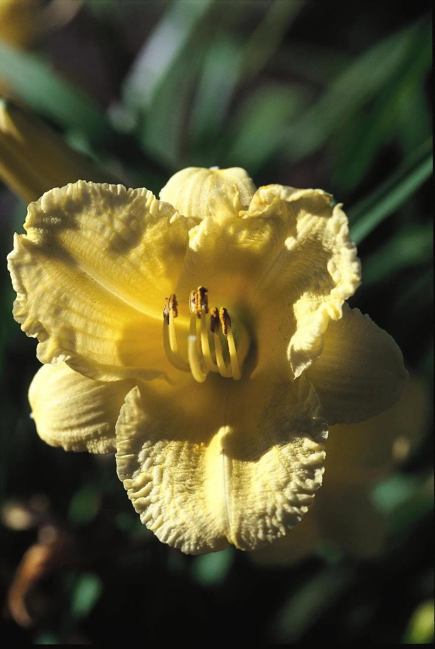 Happy Returns Daylily - Image 2