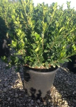 Hardy Daisy Gardenia 9 Hardy Daisy Gardenia -Garden Plant Store Hardy Dasiy Gardenia At Nursery 93147.1505437359