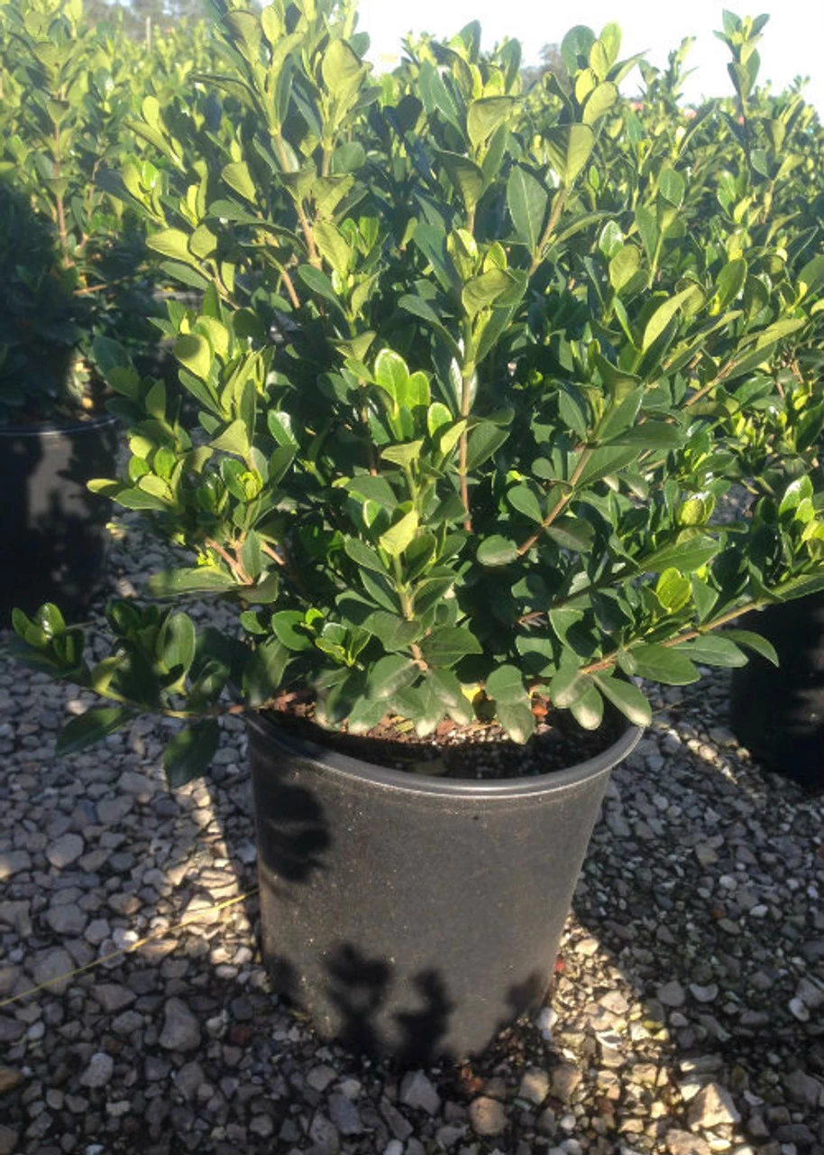 Hardy Daisy Gardenia 5 Hardy Daisy Gardenia - Image 3