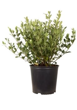 Hardy Daisy Gardenia 10 Hardy Daisy Gardenia -Garden Plant Store Hardy Dasiy Gardenia In Container 74781.1504744417