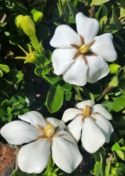 Hardy Daisy Gardenia 11 Hardy Daisy Gardenia -Garden Plant Store Hardy Dasiy Gardenia White Blooms 98386.1587681294