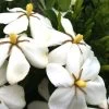 Hardy Daisy Gardenia -Garden Plant Store Hardy Dasiy Gardenia White Flowers 800x800 79497.1504744358 compressor 53070.1587681291