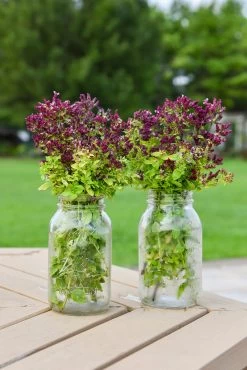 Drops Of Jupiter Ornamental Oregano -Garden Plant Store Harvested Drops of Jupiter Ornamental Oregano Cut Flower Arrangement 11063.1611956950