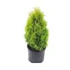 Amber Gold Arborvitae -Garden Plant Store Healthy Amber Gold Arborvitae 80464.1669737107