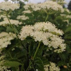 Autumn Jazz™ Viburnum