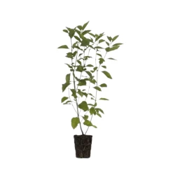 Common Beautyberry Bush