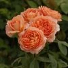 Carding Mill™ English Rose -Garden Plant Store Healthy Carding Mill English Rose 25655.1669879559
