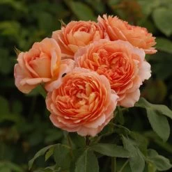 Carding Mill™ English Rose