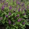 Chrysalis™ Blue Butterfly Bush