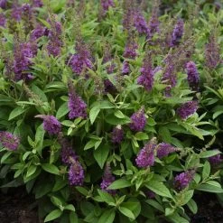 Chrysalis™ Blue Butterfly Bush