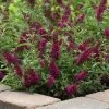 Chrysalis™ Cranberry Butterfly Bush 1 Chrysalis™ Cranberry Butterfly Bush -Garden Plant Store Healthy Chrysalis Cranberry Butterfly Bush 1 01513.1669050620